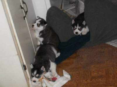 3 Siberian husky puppies for urgent give out.( adoption) - Dogs on Aster Vender