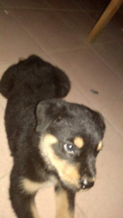 Playful Rottweiler Puppy - Dogs on Aster Vender
