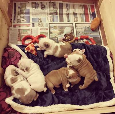 Beautiful red and white English bulldog puppies - Dogs on Aster Vender