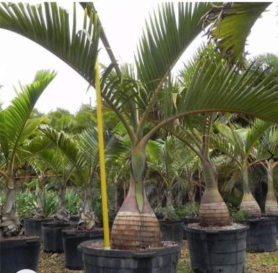 Bottle palm - Plants and Trees