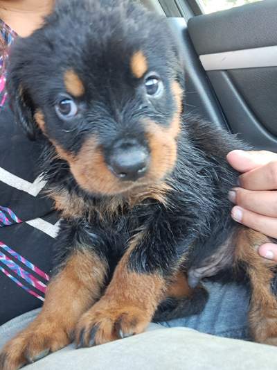 Rotweiller puppies - Dogs on Aster Vender