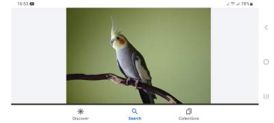 Cockateil - Birds