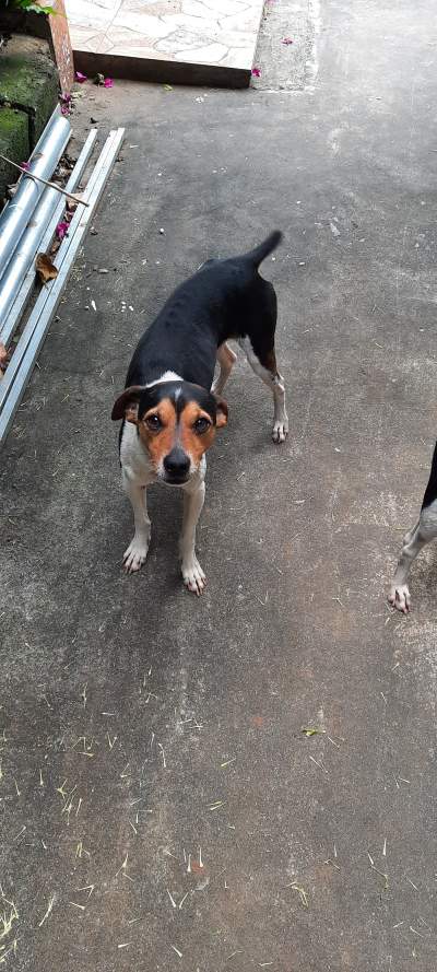 Fox Terrier - Dogs on Aster Vender