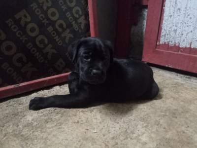 DANE CORSO PUPPIES  FOR SALE - DUE TO DEPARTURE - Dogs