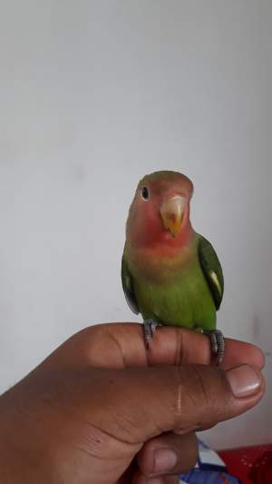 Lovebird - Birds on Aster Vender