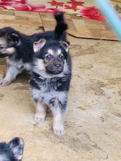 German Shepherd Berger Allemand - Dogs on Aster Vender