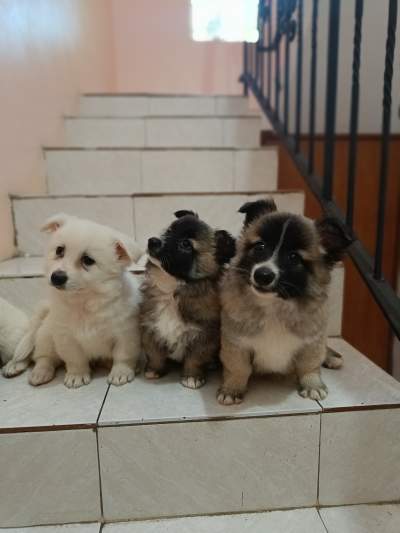 Baby German Spitz - Dogs on Aster Vender