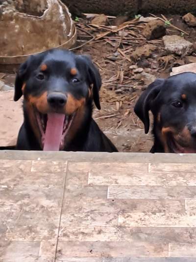 Rotweiller puppies - Dogs