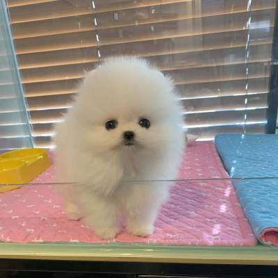 Luca is an adorable purebred mini Pomeranian neds a home! - Dogs