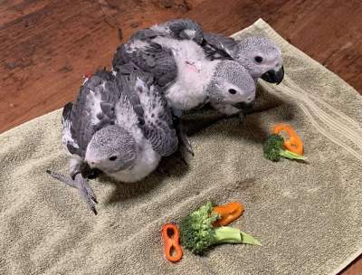 Trained African Grey Parrots For Adoption! - Birds