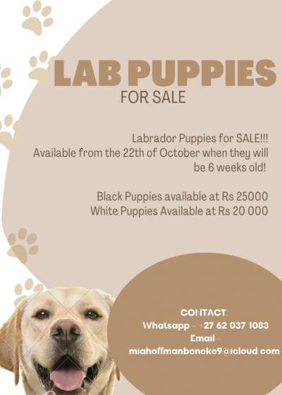 Labrador Puppies - Dogs