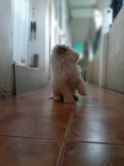Griffon-nain (male) - Dogs on Aster Vender