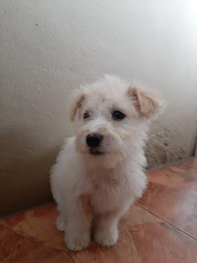 Griffon-nain (female) - Dogs on Aster Vender