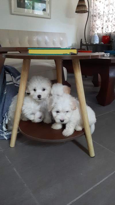 Chiots à vendre - Dogs on Aster Vender