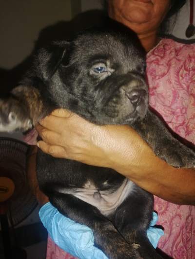 Cane corson brindle available... if interested whatsapp me - Dogs on Aster Vender