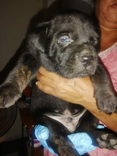 cane corson - Dogs on Aster Vender