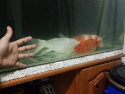 Koi fish -  Aquarium fish