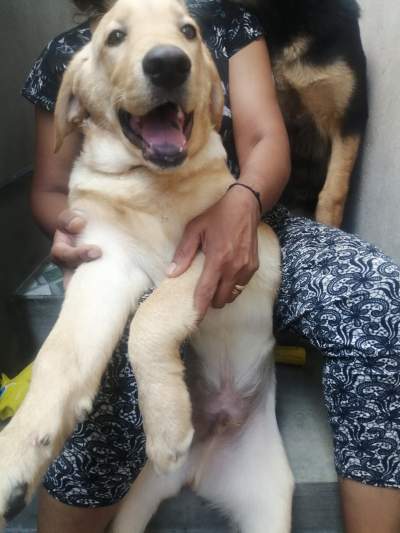 Labrador sale - Dogs on Aster Vender