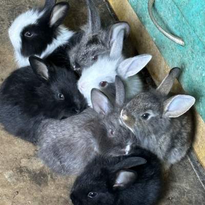 baby rabbits - Rabbit on Aster Vender