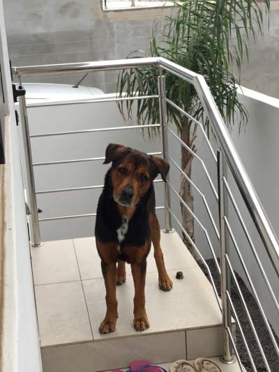 Chien a adopter - Dogs