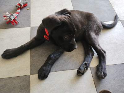 Cane corso puppy - Dogs on Aster Vender