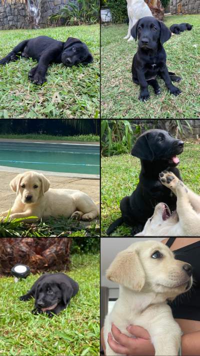 Labrador Puppies. - Dogs