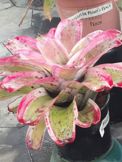 Bromeliad - Plants and Trees