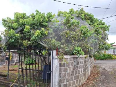 Pied Letchi - Plants and Trees