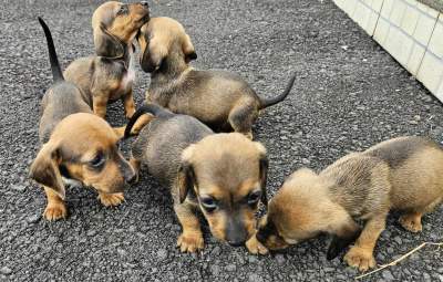 Dashchunds for sale - Dogs
