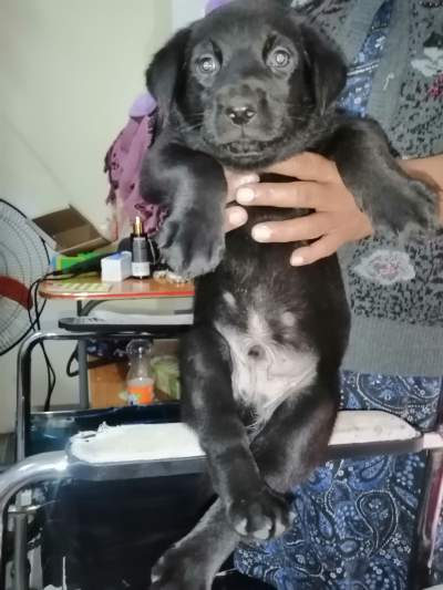 pure breed black male lab - Dogs on Aster Vender