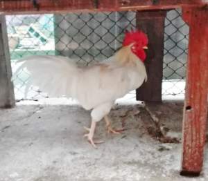 Poule local - Poultry