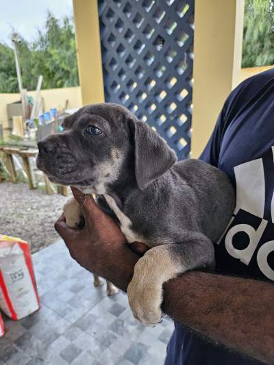 cane corso pups - Dogs on Aster Vender