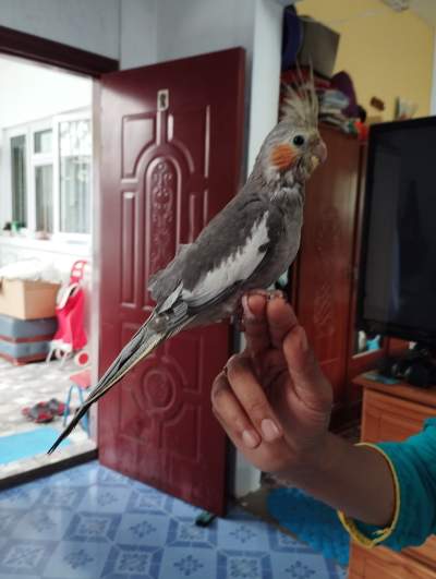 Cockatail bird - Birds on Aster Vender