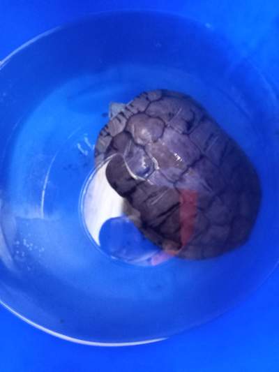 2 Tortue d'eau douce pour 23000 RS à vendre - Turtles on Aster Vender
