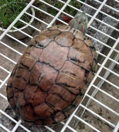 2 Tortue d'eau douce pour 23000 RS à vendre - Turtles on Aster Vender