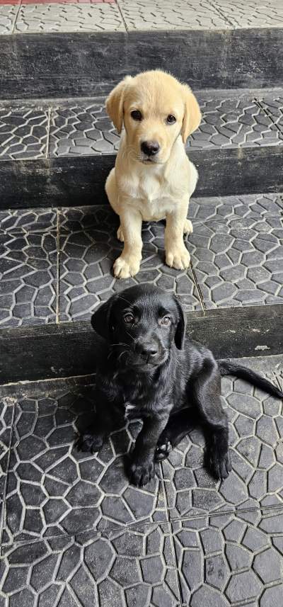 Labrador puppies - Dogs on Aster Vender