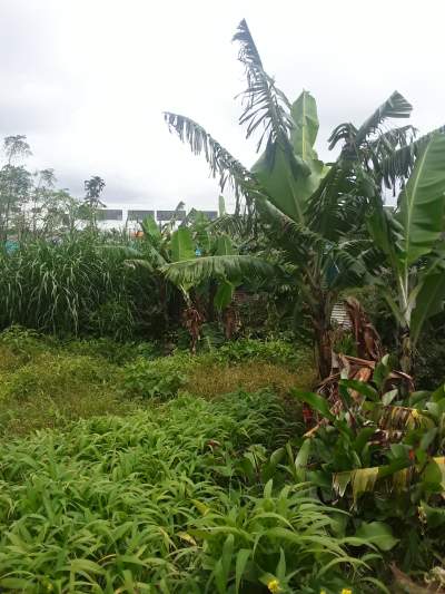 25 PERCHES IN SOLFERINO VACOAS - Land on Aster Vender