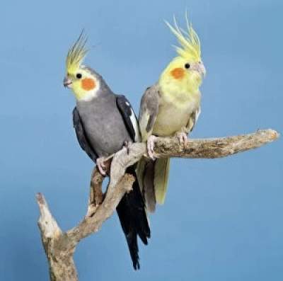Bird Cockateil- one pair - Birds on Aster Vender