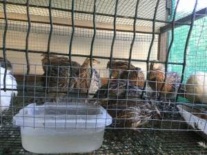 Caille - Birds on Aster Vender