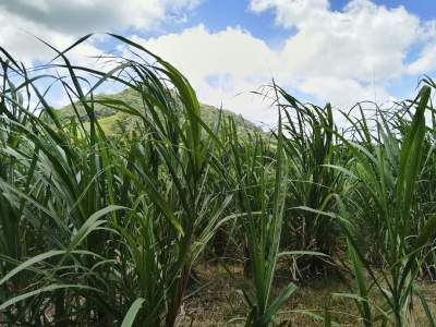 Agricultural land for sale at Surinam - Land