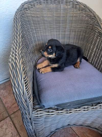 Chiots Rottweiler - Dogs on Aster Vender