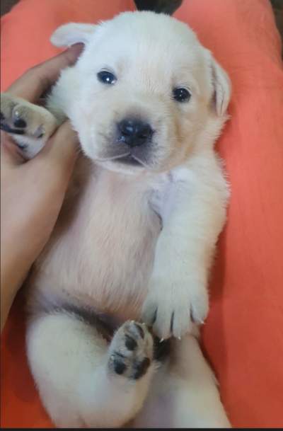 English Labrador Retriever - Dogs on Aster Vender