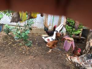 Canard - Birds on Aster Vender