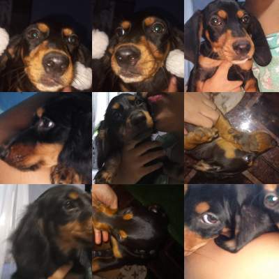 Teckel puppy - Dogs on Aster Vender