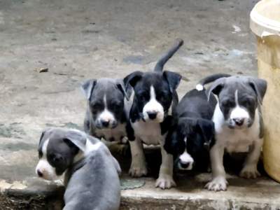 PUPPIES PUREBRED - Dogs