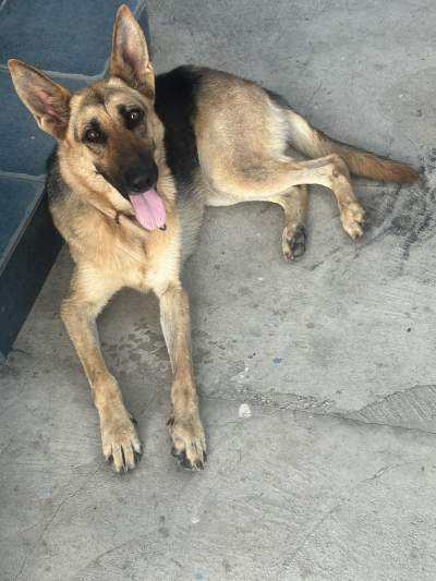 Dog German Shepherd - Dogs on Aster Vender