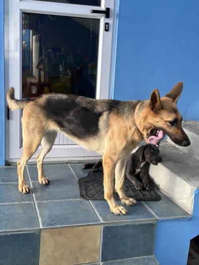 German shepherd 2 years - Dogs on Aster Vender