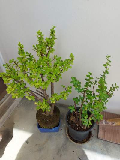 Money Trees - Garden Decorations on Aster Vender