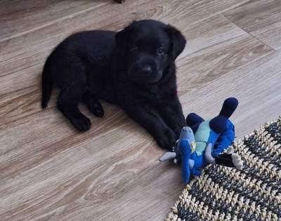 Labrador - Dogs on Aster Vender