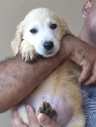 Pure golden retriever 3 months old already vaccinated and dewormed - Dogs on Aster Vender